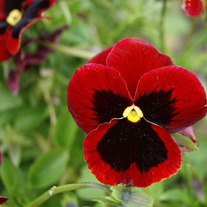 50 Pansy - Alpenglow Seeds - Seed World