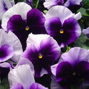 50 Pansy - Beaconsfield Seeds - Seed World