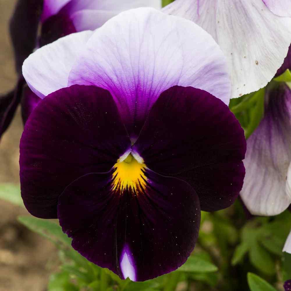 50 Pansy - Beaconsfield Seeds - Seed World