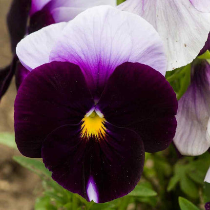 50 Pansy - Beaconsfield Seeds - Seed World