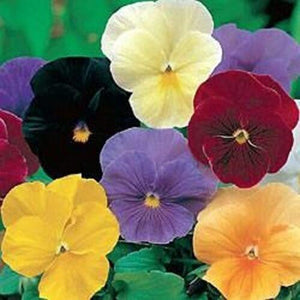 50 Pansy - Clear Crystal Mix Seeds - Seed World