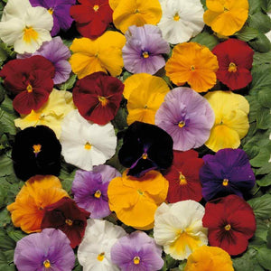 50 Pansy - Clear Crystal Mix Seeds - Seed World