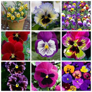 50 Pansy Seeds - Seed World