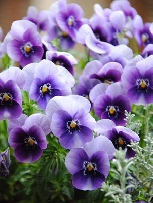 50 Pansy Seeds - Seed World