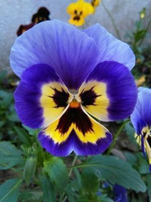 50 Pansy Seeds - Seed World