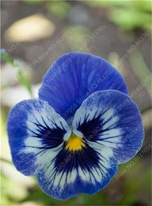 50 Pansy Seeds - Swiss Giant Mix Flower - Seed World