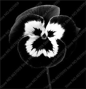 50 Pansy Seeds - Swiss Giant Mix Flower - Seed World