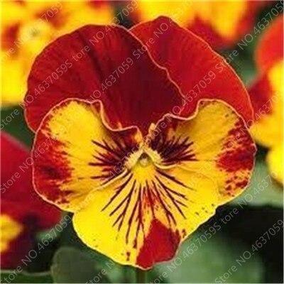 50 Pansy Seeds - Swiss Giant Mix Flower - Seed World