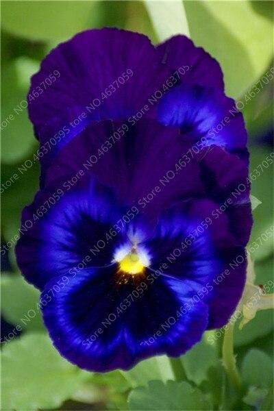 50 Pansy Seeds - Swiss Giant Mix Flower - Seed World