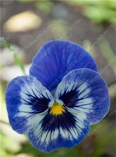 50 Pansy Seeds - Swiss Giant Mix Flower - Seed World