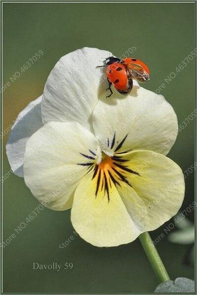 50 Pansy Seeds - Swiss Giant Mix Flower - Seed World
