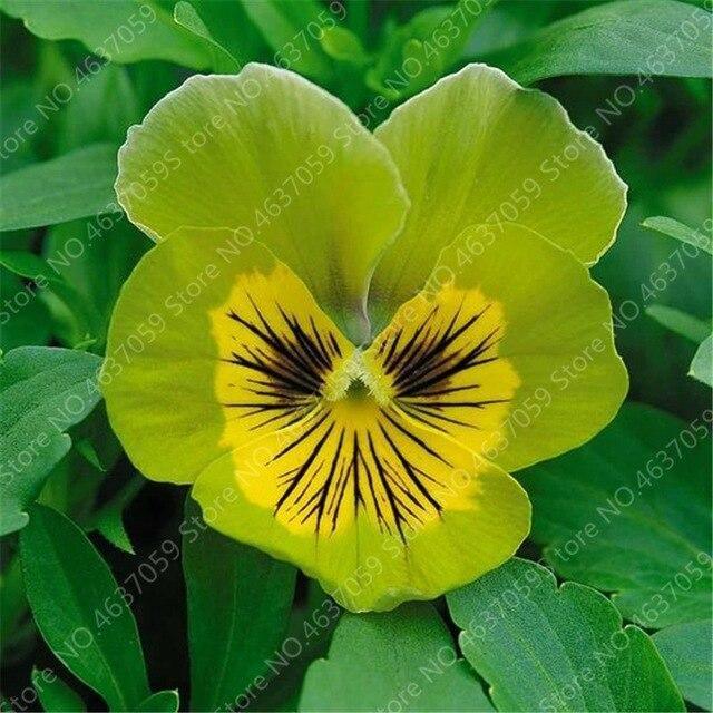 50 Pansy Seeds - Swiss Giant Mix Flower - Seed World