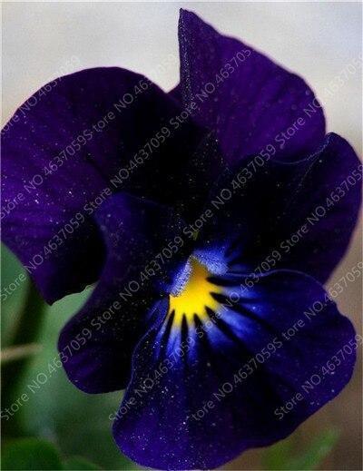 50 Pansy Seeds - Swiss Giant Mix Flower - Seed World