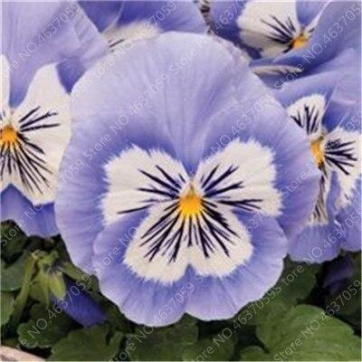 50 Pansy Seeds - Swiss Giant Mix Flower - Seed World