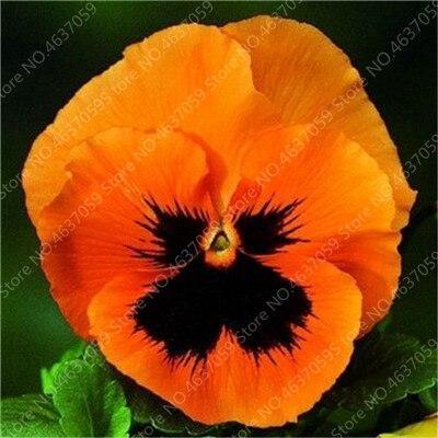 50 Pansy Seeds - Swiss Giant Mix Flower - Seed World