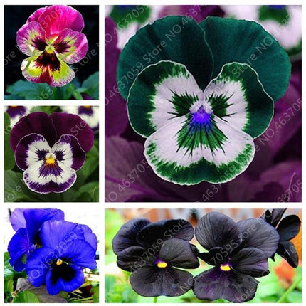 50 Pansy Seeds - Swiss Giant Mix Flower - Seed World