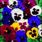 mix