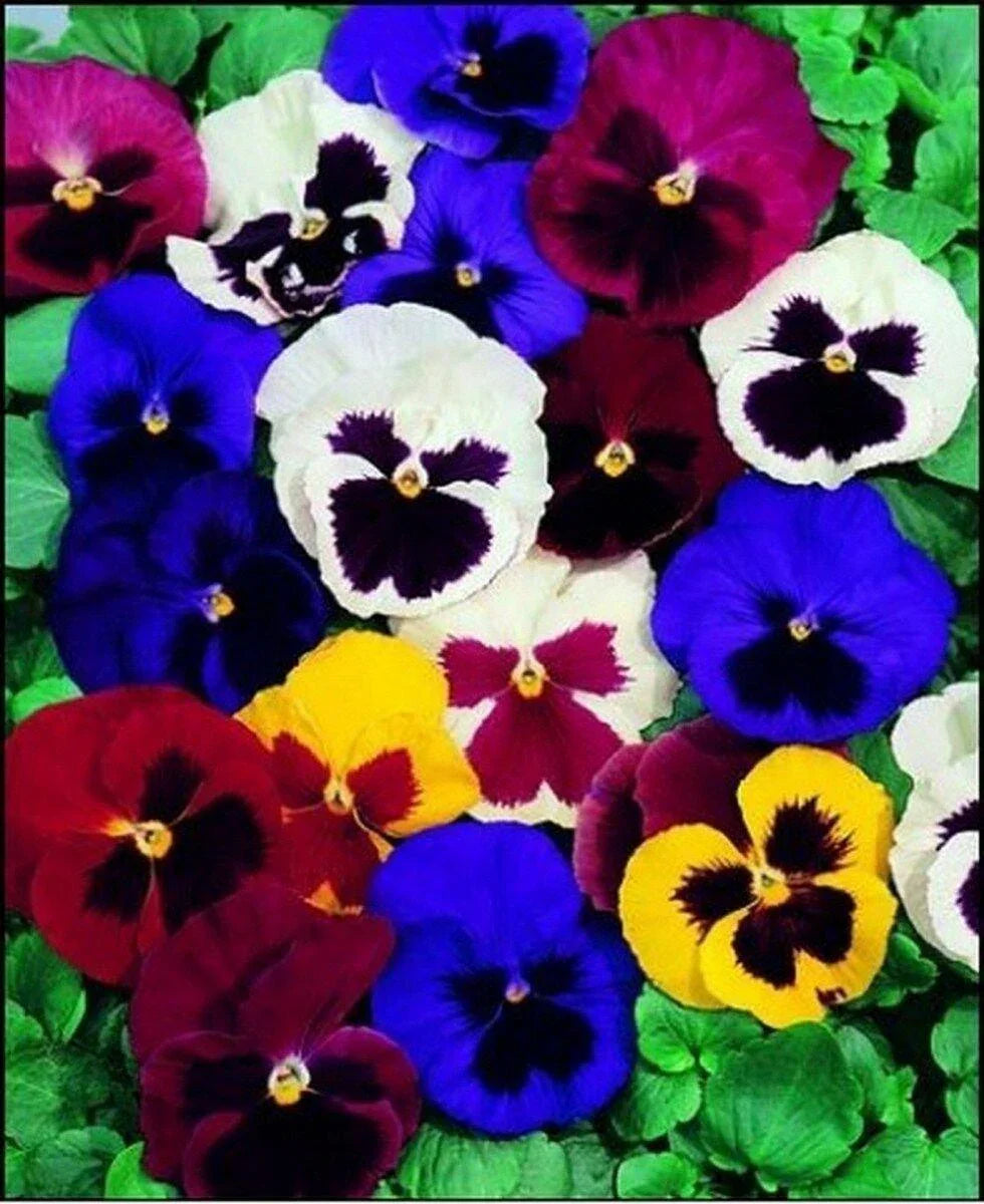 50 Pansy Seeds - Swiss Giant Mix Flower - Seed World
