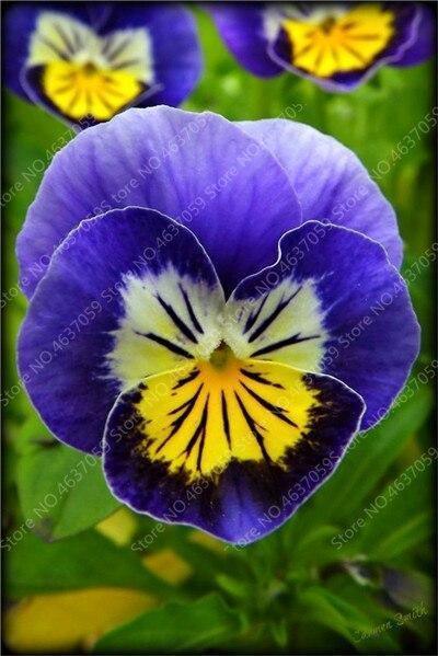 50 Pansy Seeds - Swiss Giant Mix Flower - Seed World