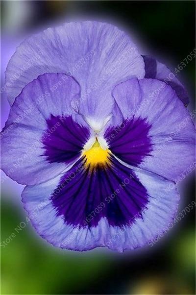 50 Pansy Seeds - Swiss Giant Mix Flower - Seed World