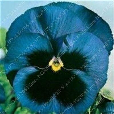 50 Pansy Seeds - Swiss Giant Mix Flower - Seed World