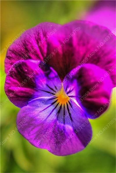 50 Pansy Seeds - Swiss Giant Mix Flower - Seed World