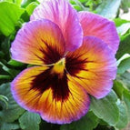 Purple Yellow Blotch