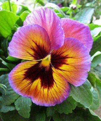 50 Pansy Seeds – Viola Tricolor Flower Mix - Seed World