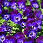 Deep Purple Cluster