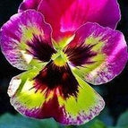 Magenta Yellow Center