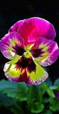 50 Pansy Seeds – Viola Tricolor Flower Mix - Seed World