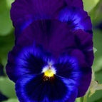 Rich Blue Yellow Center