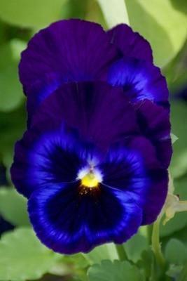 50 Pansy Seeds – Viola Tricolor Flower Mix - Seed World