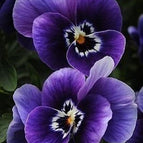 Deep Purple White Edge