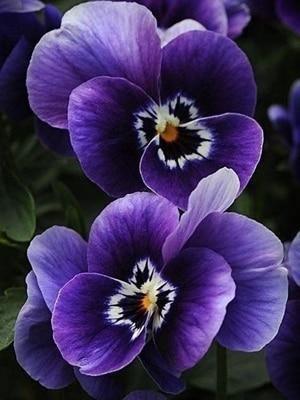 50 Pansy Seeds – Viola Tricolor Flower Mix - Seed World