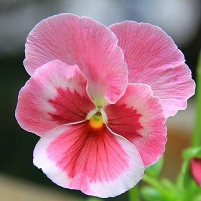 50 Pansy Seeds – Viola Tricolor Flower Mix - Seed World