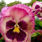Pink Maroon Edge