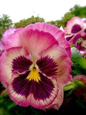 50 Pansy Seeds – Viola Tricolor Flower Mix - Seed World