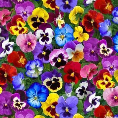 50 Pansy Seeds – Viola Tricolor Flower Mix - Seed World