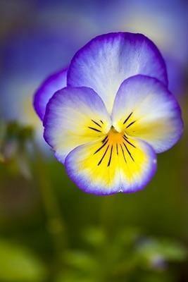 50 Pansy Seeds – Viola Tricolor Flower Mix - Seed World
