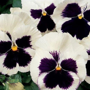 50 Pansy - Silverbride Seeds - Seed World