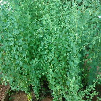 50 Papalo Herb Seeds - (Porophyllum Ruderale) Aromatic - Seed World