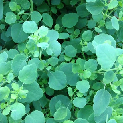 50 Papalo Herb Seeds - (Porophyllum Ruderale) Aromatic - Seed World