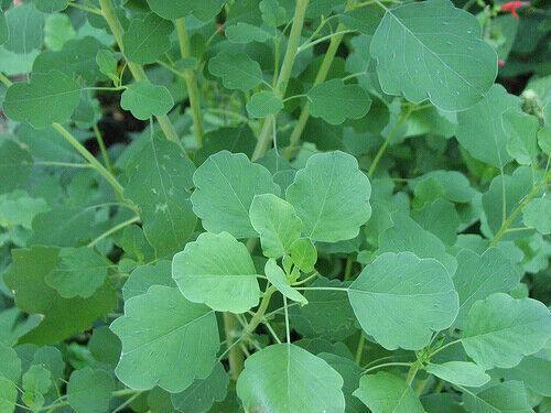 50 Papalo Herb Seeds - (Porophyllum Ruderale) Aromatic - Seed World