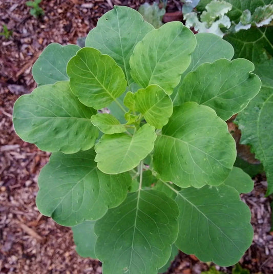 50 Papalo Herb Seeds - (Porophyllum Ruderale) Aromatic - Seed World