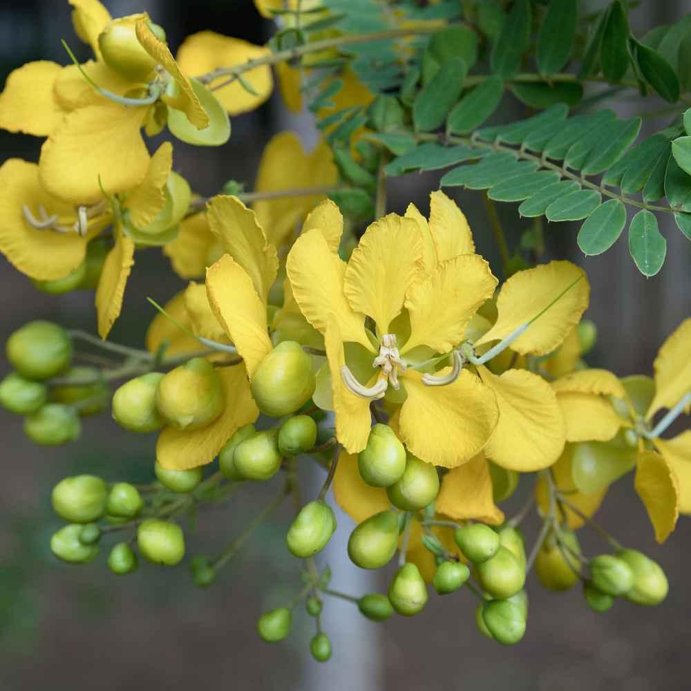 50 Partridge Pea Seeds - Seed World