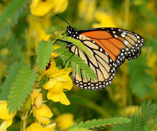 50 Partridge Pea Seeds - Seed World