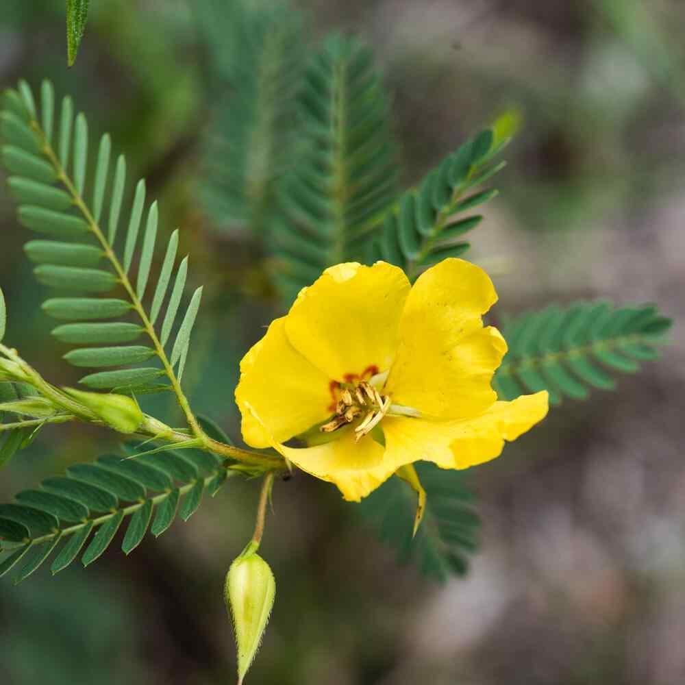 50 Partridge Pea Seeds - Seed World