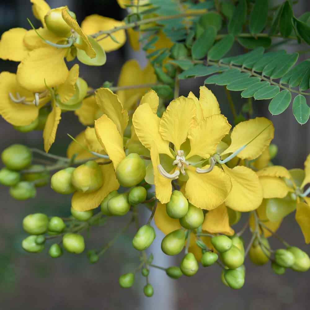 50 Partridge Pea Seeds - Seed World
