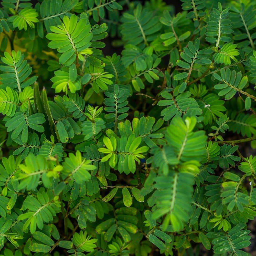 50 Partridge Pea Seeds - Seed World